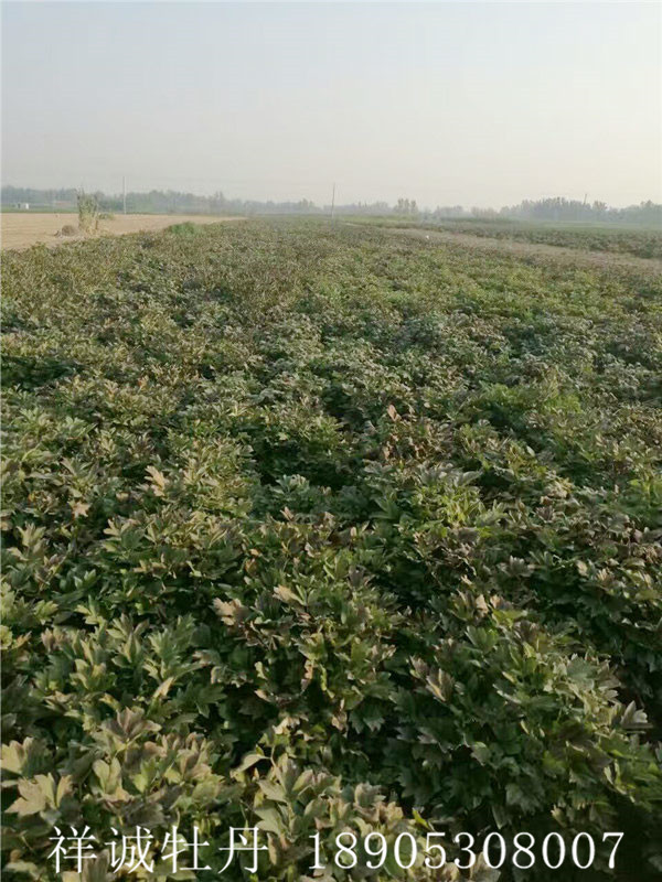 菏泽祥诚芍药种植基地