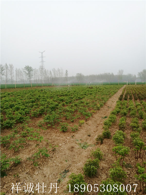 菏泽牡丹种植基地