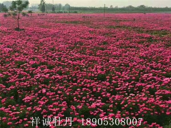 菏泽药用芍药