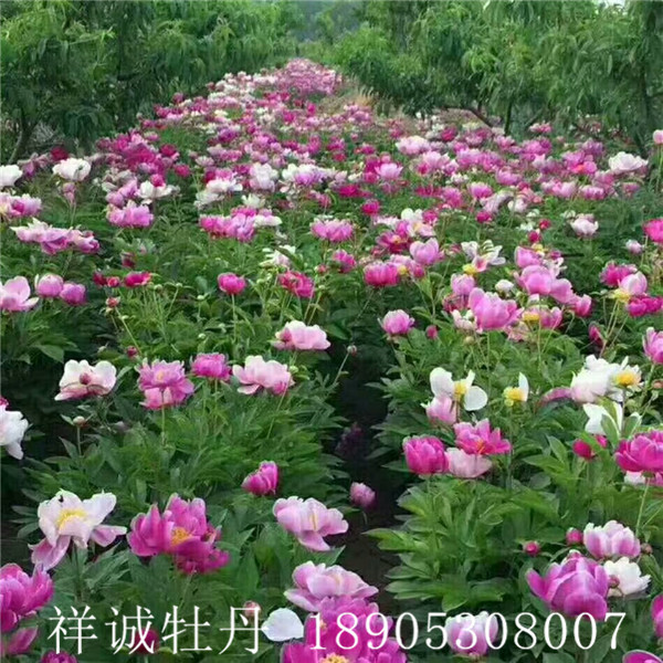 菏泽药用芍药