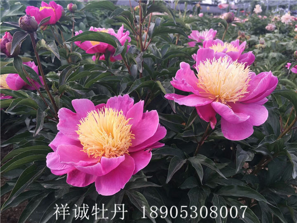复色牡丹价格