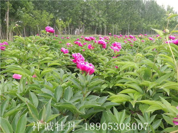 复色牡丹