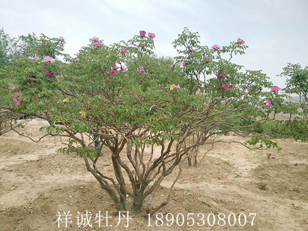 菏泽牡丹树价格