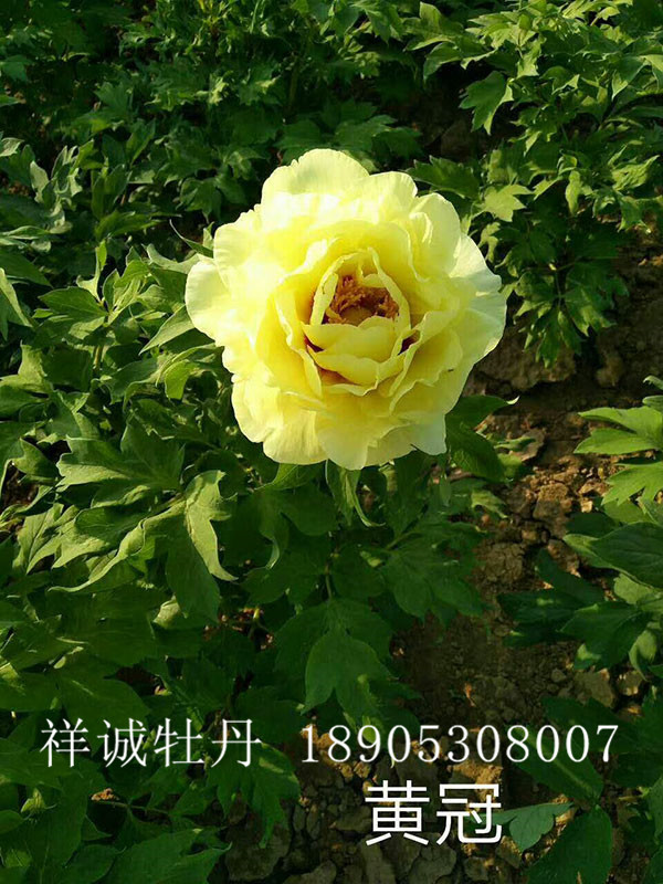 菏泽黄色牡丹